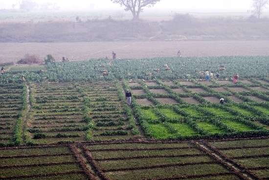DSC_0025 Vegetable Growers in their Fields