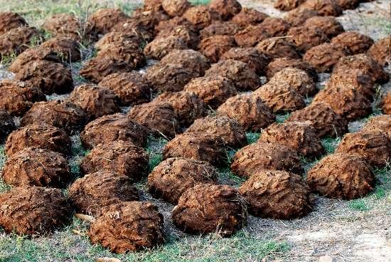 Buffalo Dung–what’s the idea?