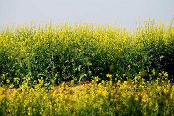 Agriculture Industry of India Agriculture Industry of India