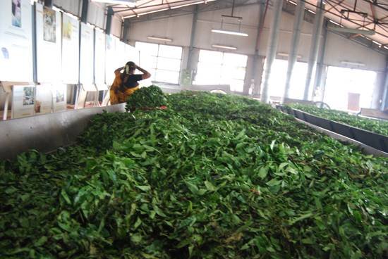 How tea is made?