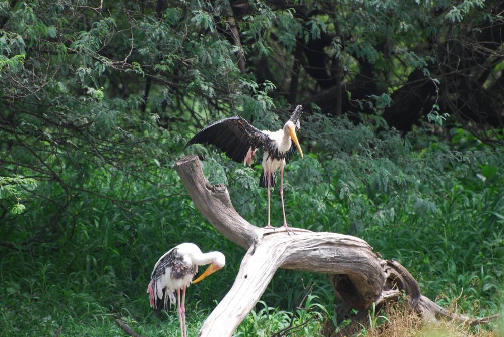 Malayalam Names of Birds