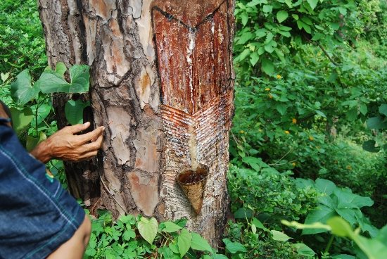 Names Of Trees In Kannada And English